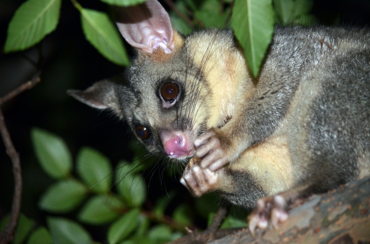 The Common Brush Tailed Possum Master Metaboliser Animal Medicine